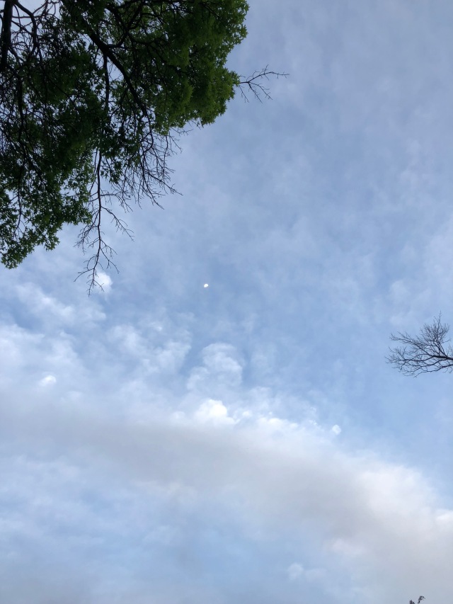 Moon on a spring day